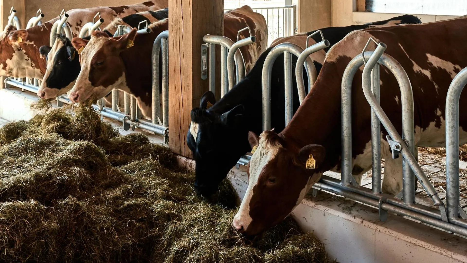 Bed & Breakfast Over-Amstel Boerderij Ouderkerk aan de Amstel Netherlands